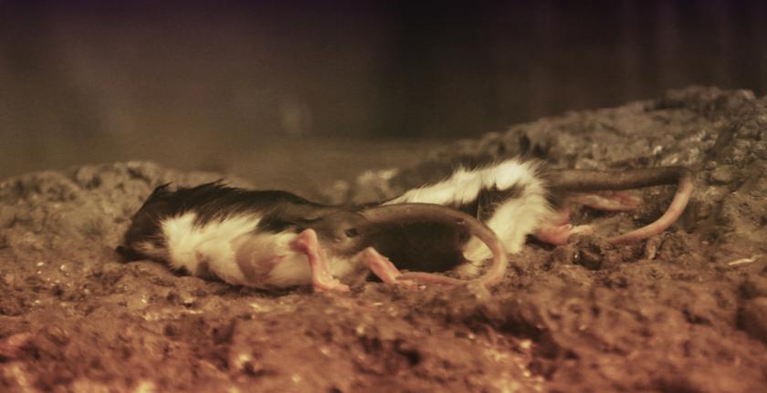 Приснились дохлые крысы - толкование сна по сонникам