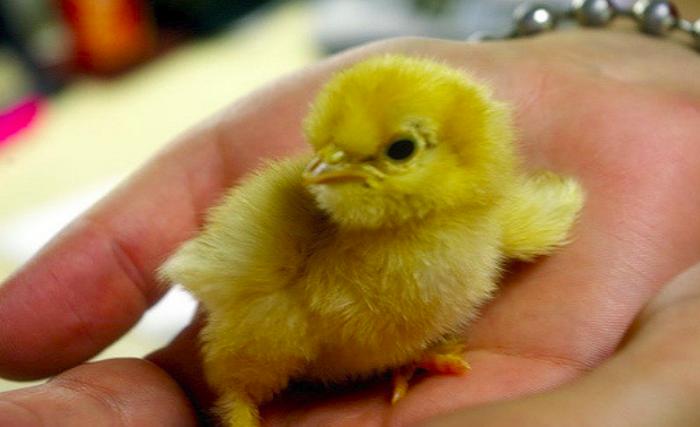 Желтый цыпленок – толкование сна по сонникам